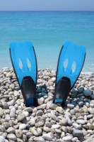 /album/cipok/flippers-beach-and-ocean-871279547120ywma-jpg/